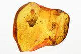 Detailed Fossil Parasitoid Wasp and True Midge In Baltic Amber #381232-1